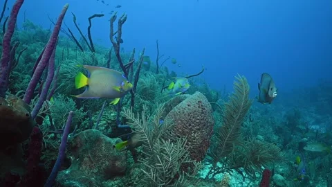 A small group of queen angelfish and a french angelfish on a section of healthy Stock Footage 156972020