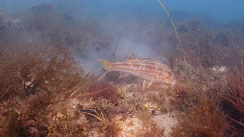 A small  group of red Mullet fish forage for food on the seabed, Swanage, UK Stock Footage 346311240