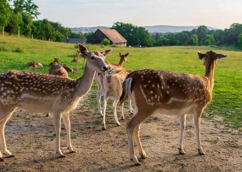 Small group of roe deer standing inside fenced enclosure on farm. Wildlife .. Foto stock