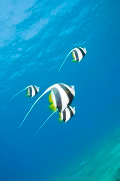 Small group of schooling bannerfish. 库存照片