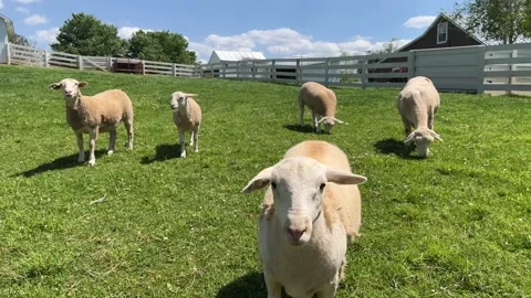 Small group of sheep Stock Footage 197438281