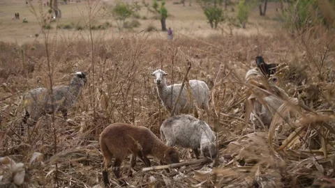 Small Group of Sheep Grazing Stock Footage 307134189