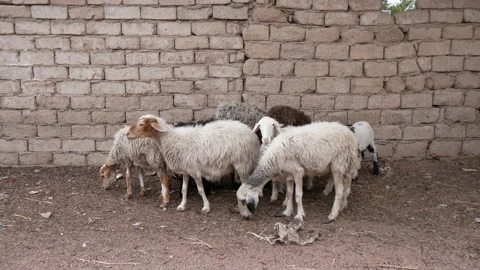 A Small Group Of Sheep Near A Stone Wall Stock Footage 231156651