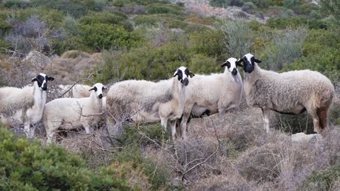 A Small Group Of Sheep Standing Among The Thickets And Looks At The Camera Stock Footage 195929669