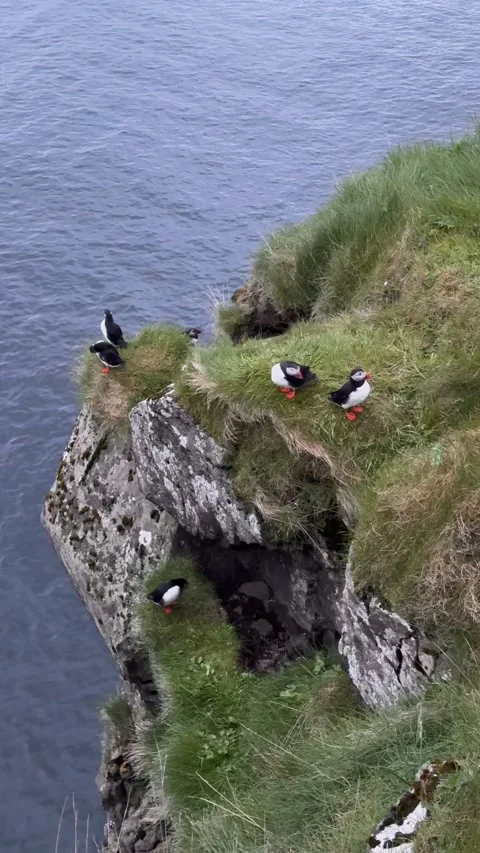 Small group of six Atlantic puffins on the grassy cliffs of Mykines island Stock Footage 333961326