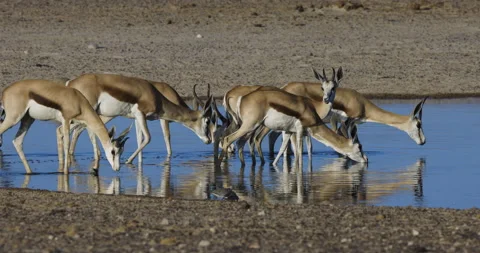 Small group of springbok drinking at a waterhole, Etosha National Park, Namibia Stock Footage 144244839