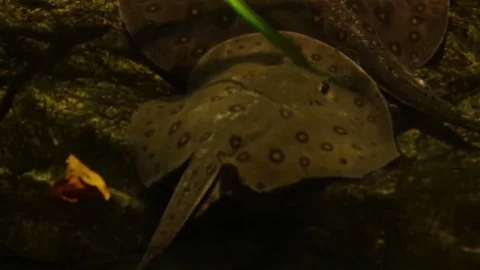 SMALL GROUP OF STINGRAY. Stock Footage 78679540