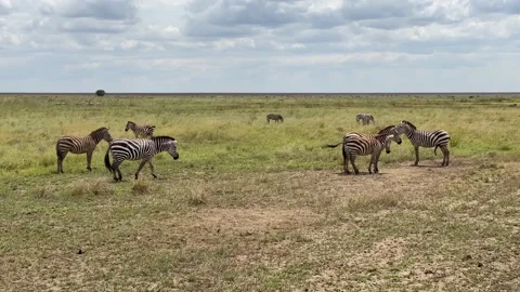 A small group of striped zebras walks in the Serengeti National Park Video stock 170183005