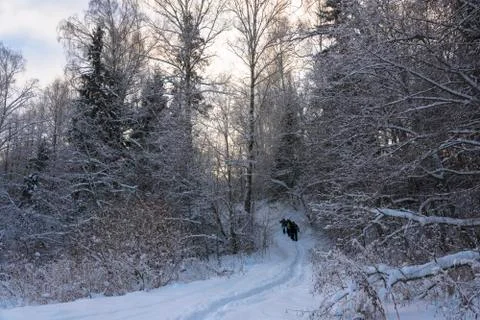 A small group of tourists goes through the snow-covered forest on a winter da Stock Photos