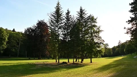 Small group of trees, HD Stock Footage 146276096
