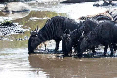 Small group of White bearded Wildebeest drunk water in a small river in the d Foto stock