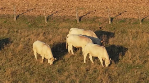 A small group of white Charolais cows graze peacefully in a sunlit rural pasture Stock Footage 346709060