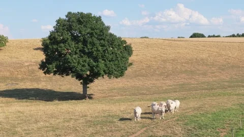 A small group of white Charolais cows stands and grazes near a large green tree Stock Footage 346709940