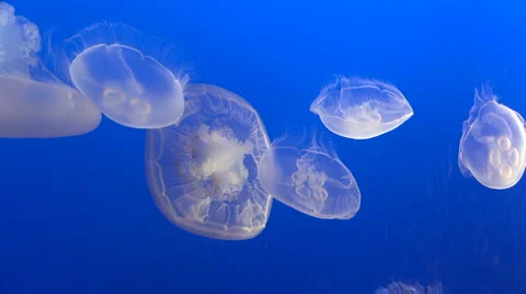 Small Group of White Jellyfish Stock Footage