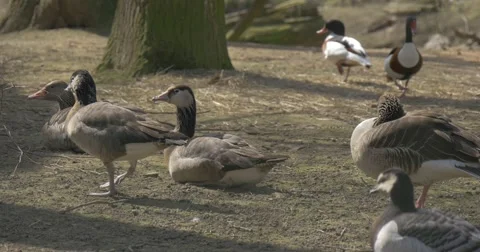 Small Group of Wild Ducks Has a Rest in City Park Stock Footage 61900957
