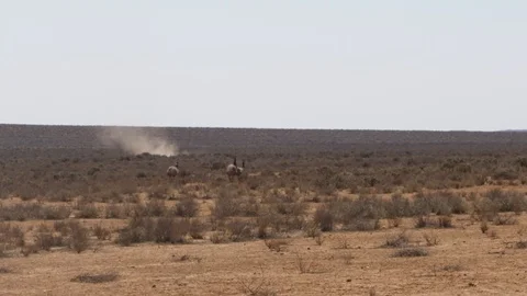 A small group of wild emus running through an open field in Outback Stock Footage 119378496