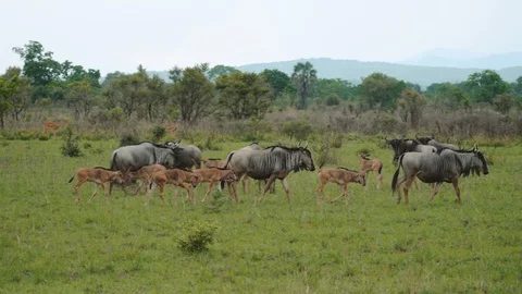 Small group of wildebeest and cubs moves through savannah in cloudy day Stock Footage 86869782