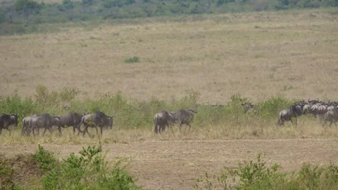 Small Group of Wildebeest Running Through Dust in Maasai Mara National Reserve. Stock Footage 320729188