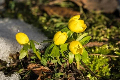 Small group of winter aconite Stock Photos