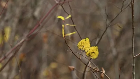 A small group of yellow autumn colored leaves moving in the wind with an out of Stock Footage 319443457