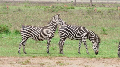 A small group of zebras communicate in the savanna Stock Footage 86857132
