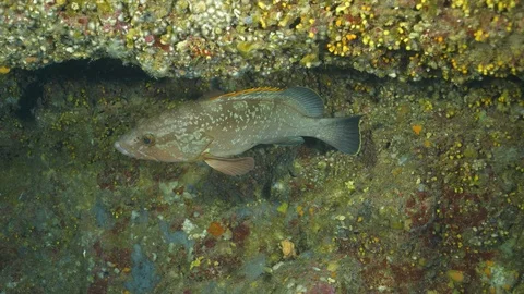 Small grouper Stock Footage