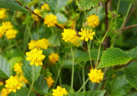 Small grouping yellow flowers Stock Photos