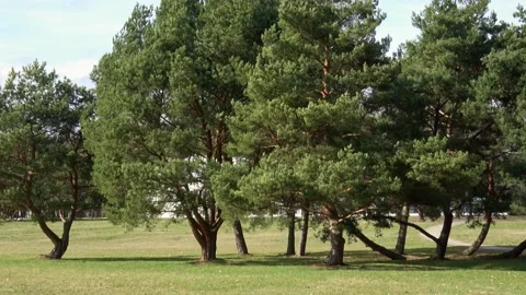 A small grove of pine trees with crooked trunks. Compact group of pines. Spri Stock Footage 184434613