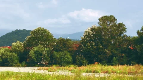 A small grove of thick deciduous trees on a field near the mountain range Stock Footage 65997144