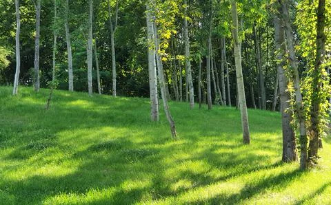 A small grove of young deciduous trees illuminated by the morning sun in spri Stock Photos