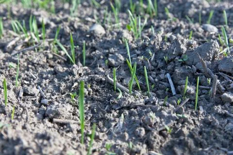 Small grow Stock Photos