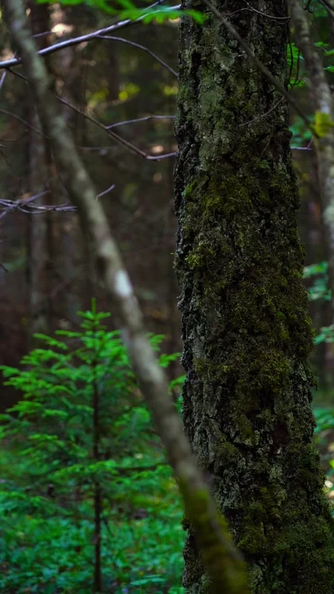 A small growing Christmas tree in a dense old forest Stock Footage 283662317