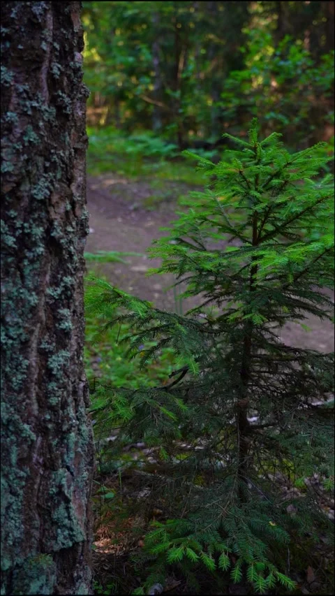 A small growing Christmas tree in a dense old forest Stock Footage 283662338