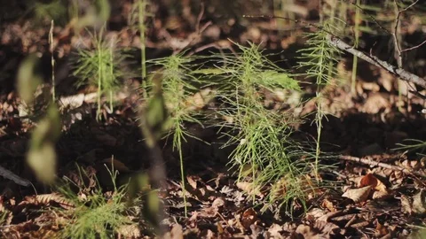 Small growing forest plants which was found near the large trees. Stock Footage 69966685