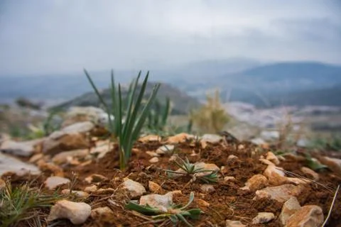 A small growing pine sprout at the clay ground and stones at the mountains .. Stock Photos