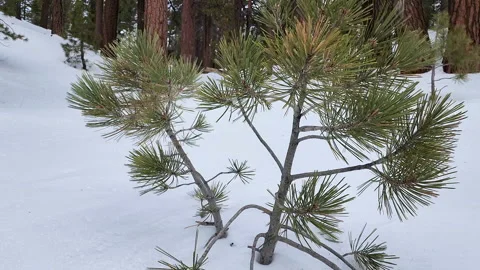 Small growing pine tree in a ground covered with snow Stock Footage 231809066