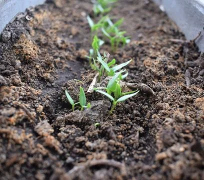 Small growing plants Stock Photos
