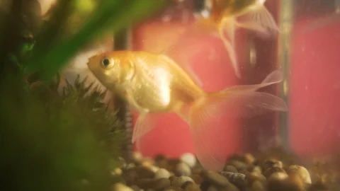 Small grown up goldfish Stock Footage 121107961