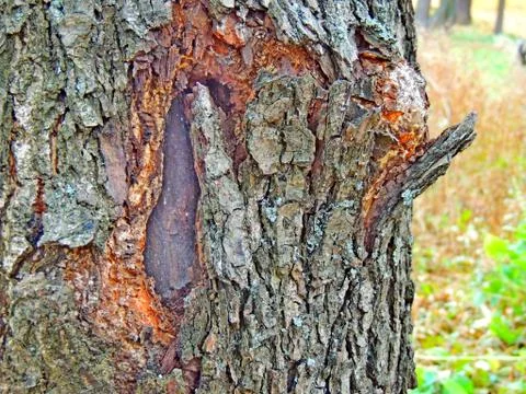 A small growth on a tree Foto stock