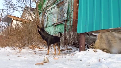 Dog barks at orders passers by