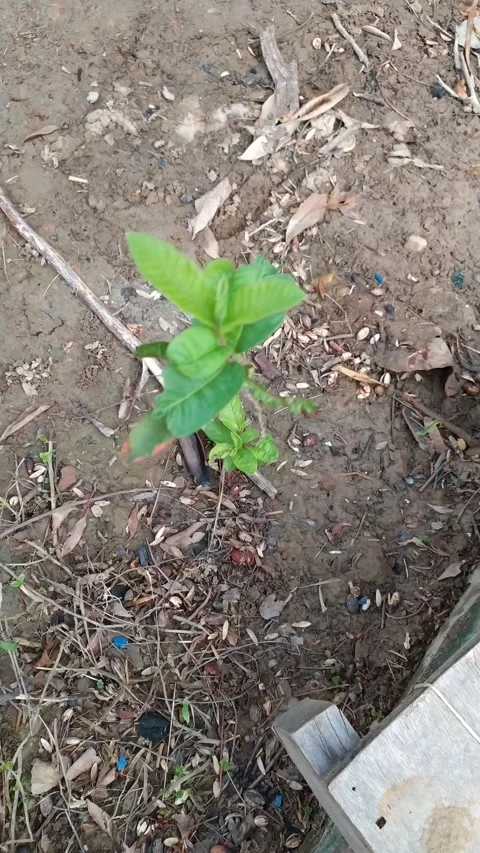 A Small Guava tree is moving in air. Video stock 137647919