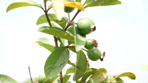 Small guavas hanging on a tree, Close shot of guavas Stock Footage 147692514