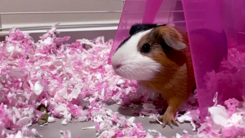 Small Guinea Pig Looking Close-Up Stock Footage 246976975