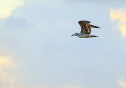 Small gull flying at the beach Stock Photos