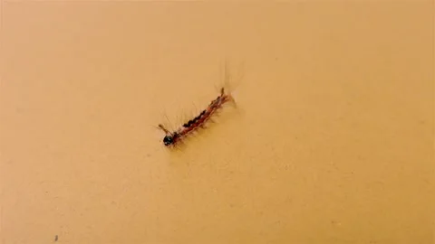 Small Hairy Caterpillar on Yellow Background Stock-Footage 137394553
