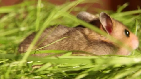 A small hamster close-up on the green grass. Stock Footage 246906028