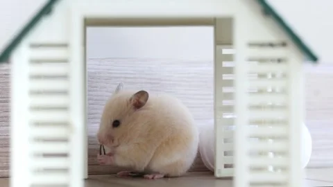 A small hamster eats seeds . concept of food for domestic rodents. Stock Footage 249618800