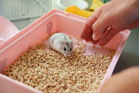 Small hamster exploring a pink enclosure filled with bedding while a persons Stock Photos