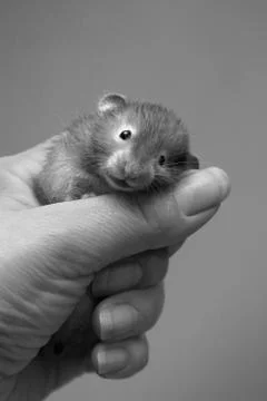 Small hamster Stock Photos