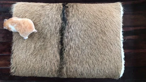 A small hamster playing on a goatskin stool Stock Footage 331010610